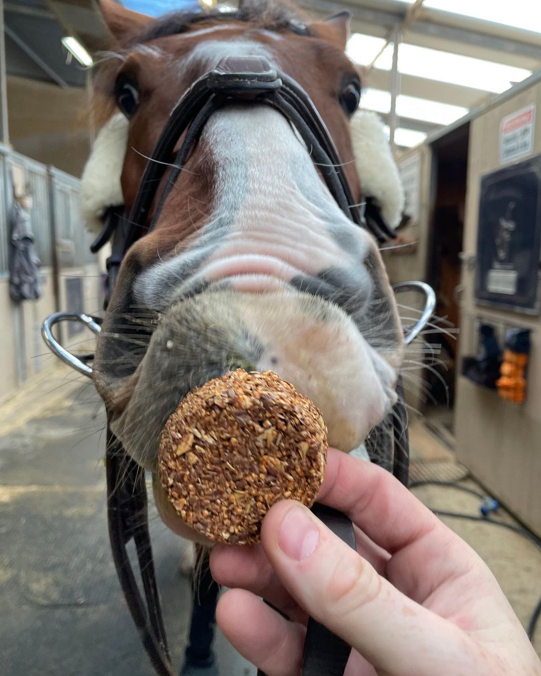 Bake at Home Horse Treats - Low Sugar Flavor