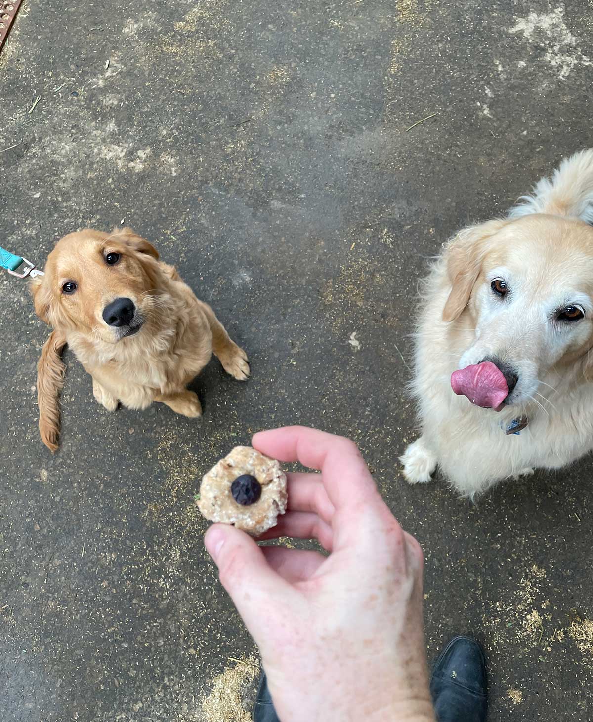 Bake at Home Dog Treats - Sweet Potato & Peanut Butter Flavor