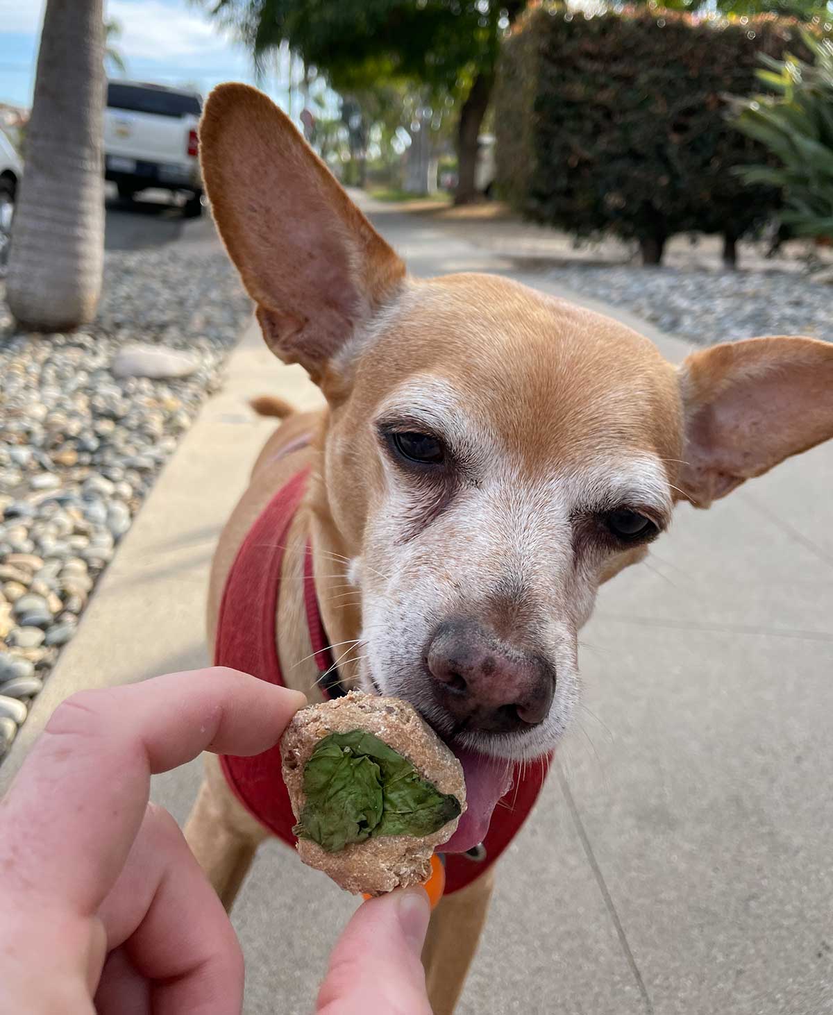Bake at Home Dog Treats - Sweet Potato & Peanut Butter Flavor