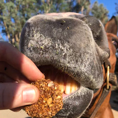 Bake at Home Horse Treats - Carrot Flavor